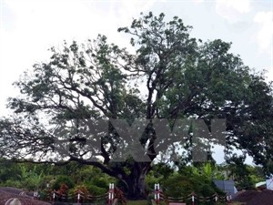 300-year-old mango tree wins heritage designation  - ảnh 1